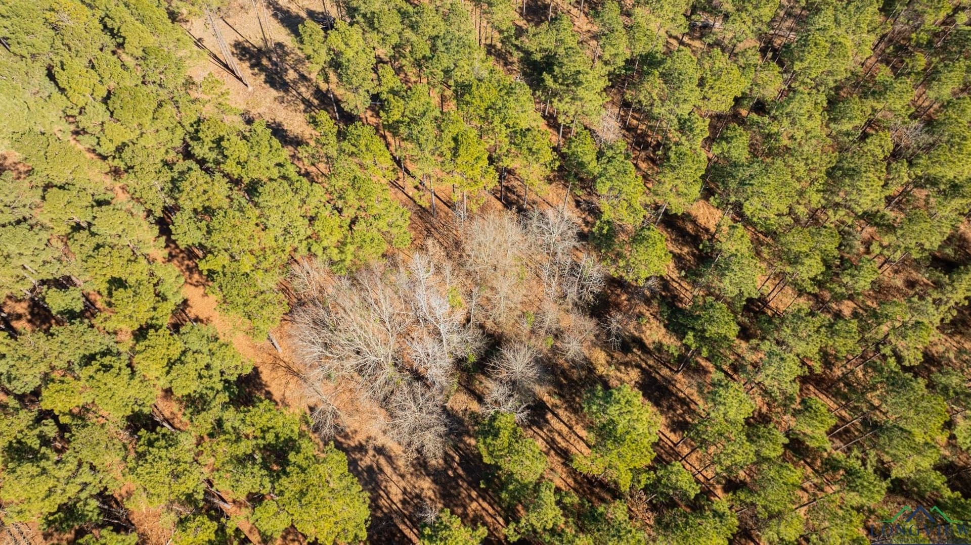 24.16 acres in Upshur County - photo 8