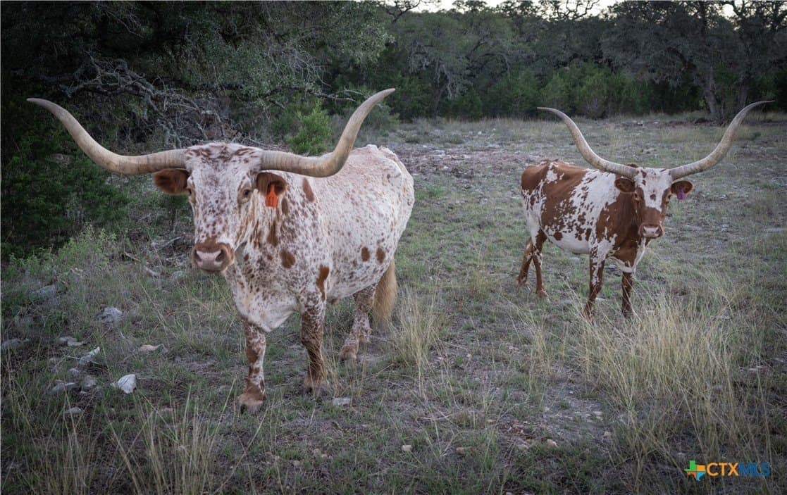 39.93 acres in Hays County - photo 13