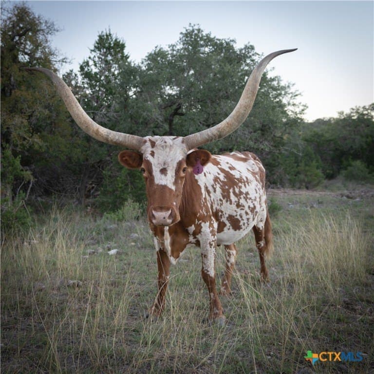 39.93 acres in Hays County - photo 10