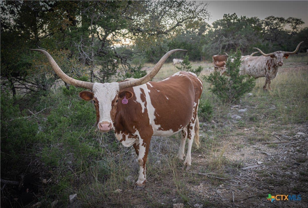 39.93 acres in Hays County - photo 22