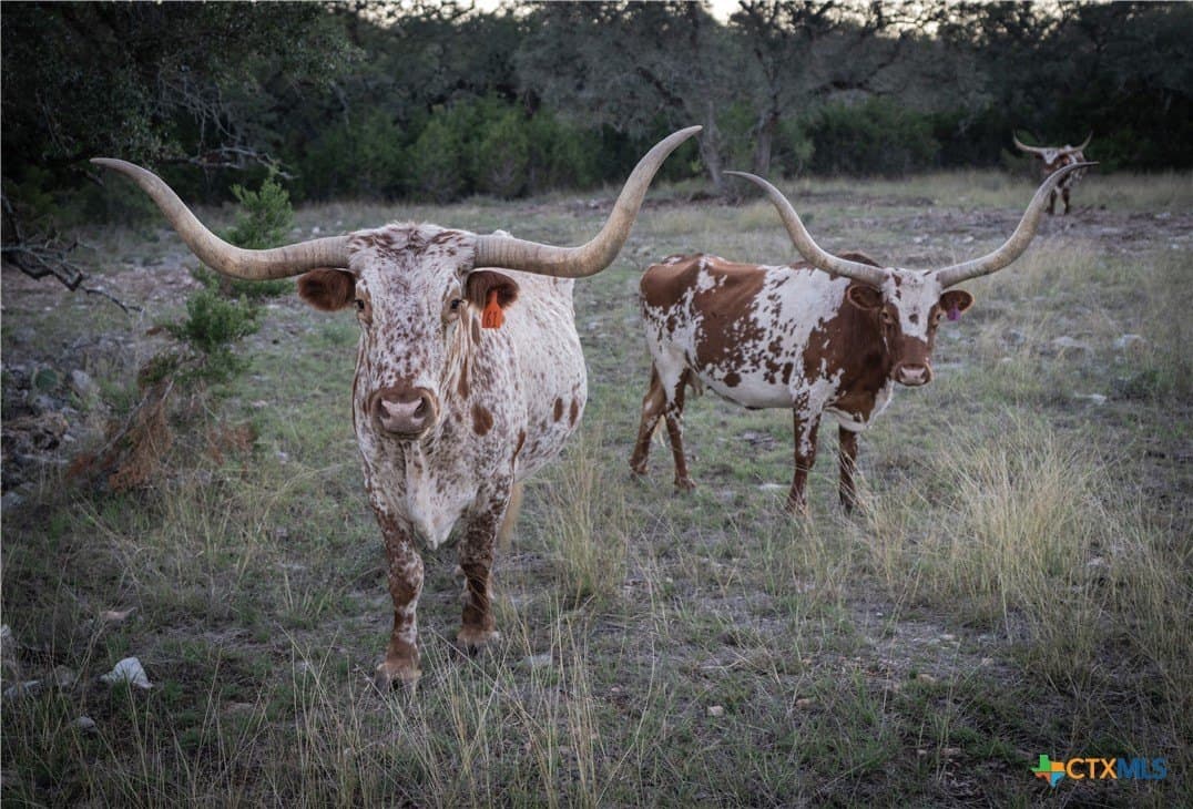 39.93 acres in Hays County - photo 21