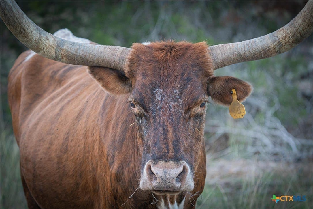 39.93 acres in Hays County - photo 6