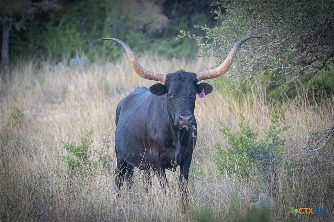 39.93 acres in Hays County - photo 37
