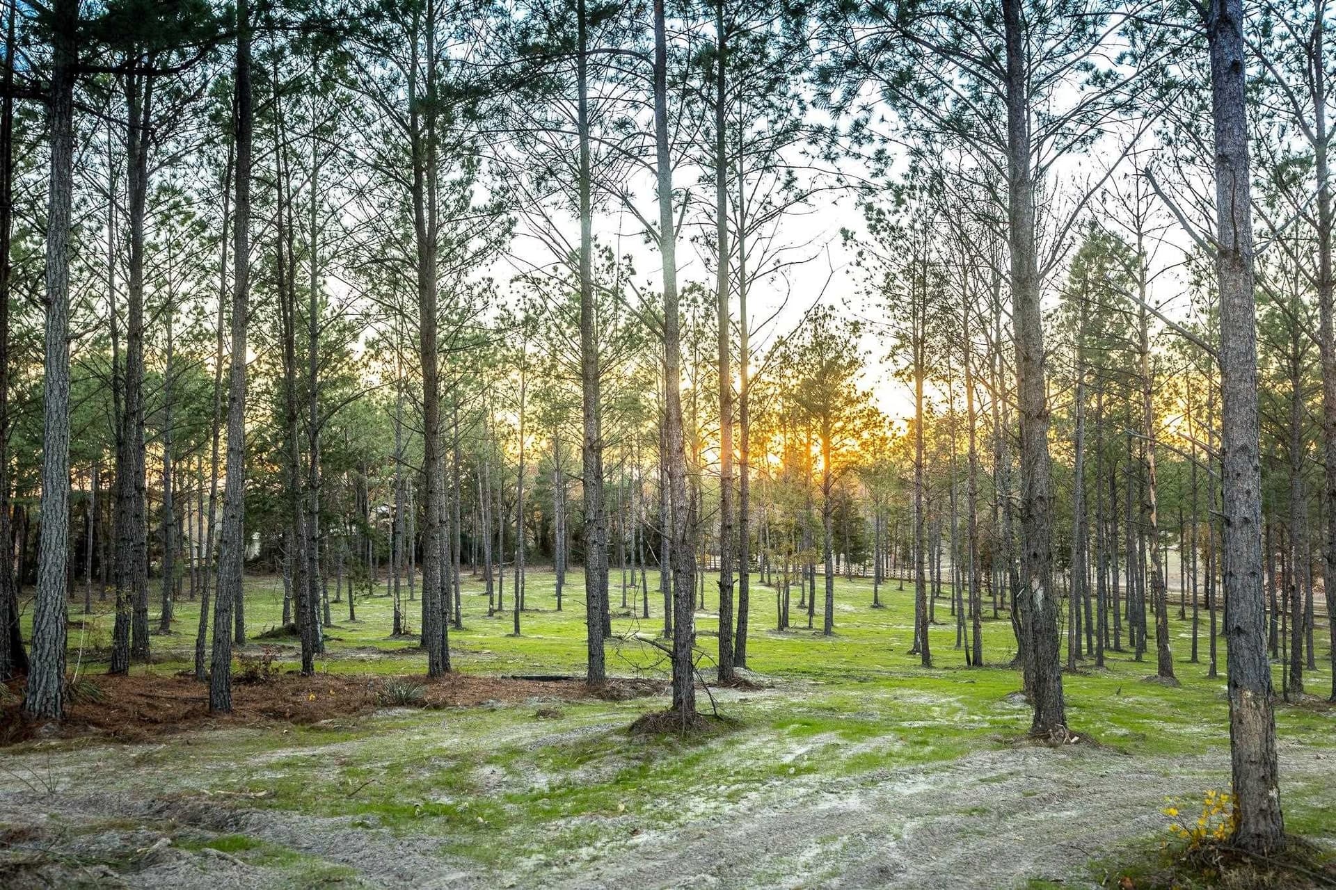 36.15 acres in Harrison County - photo 16