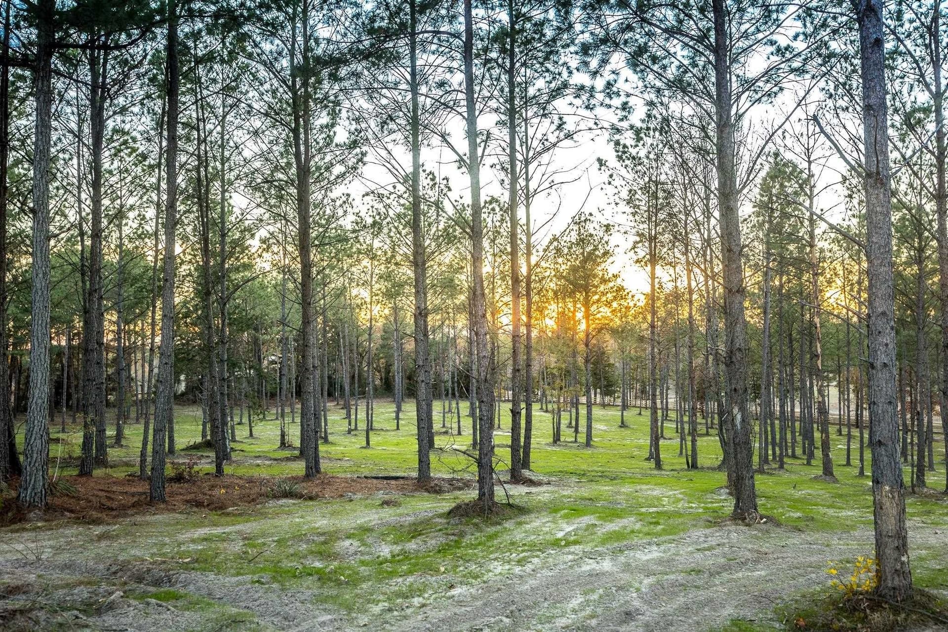 36.15 acres in Harrison County - photo 14