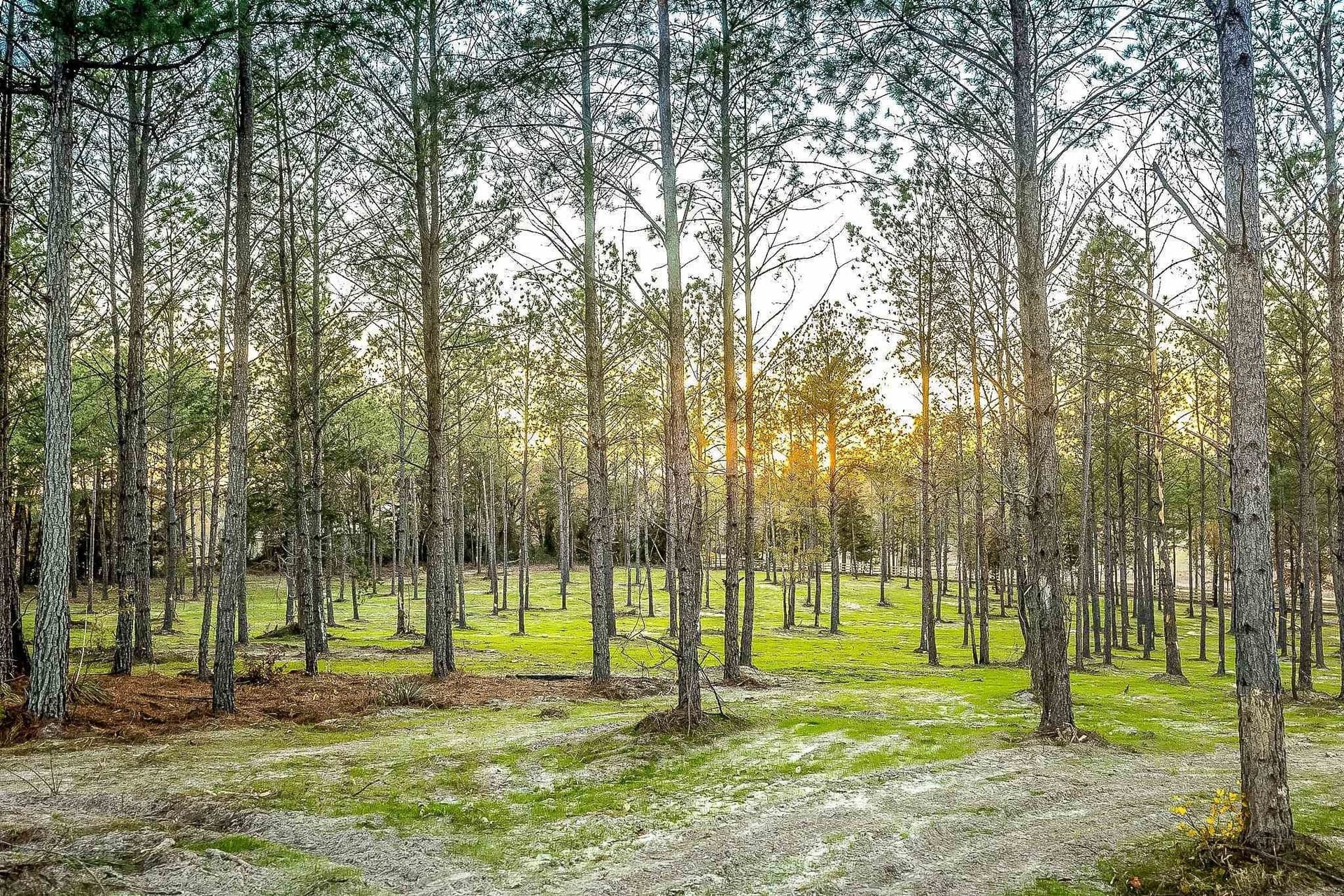 36.15 acres in Harrison County - photo 15