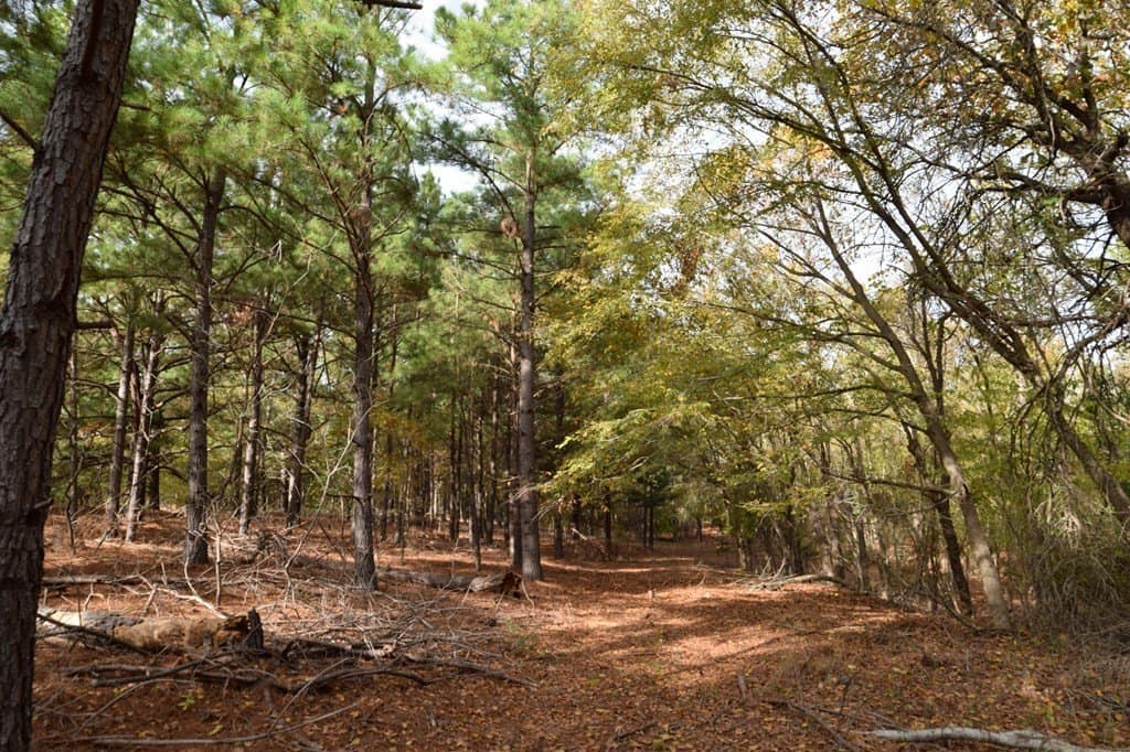 113.9 acres in ANDERSON County - photo 6