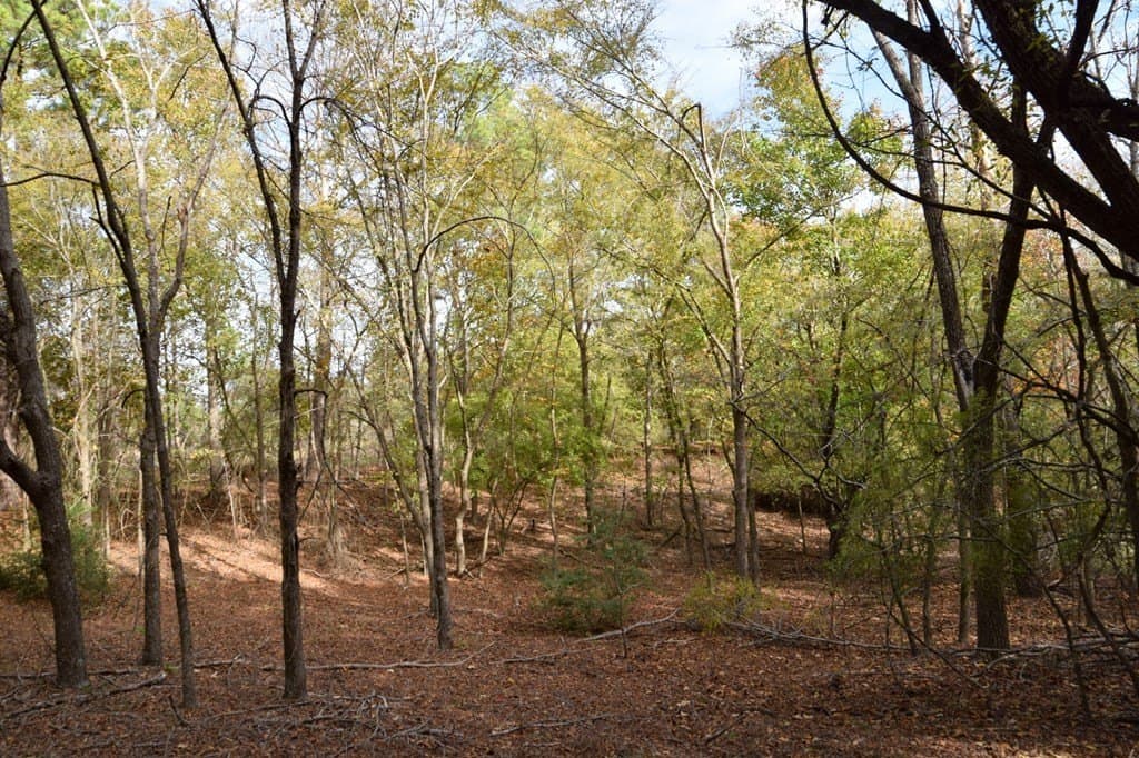 113.9 acres in ANDERSON County - photo 7