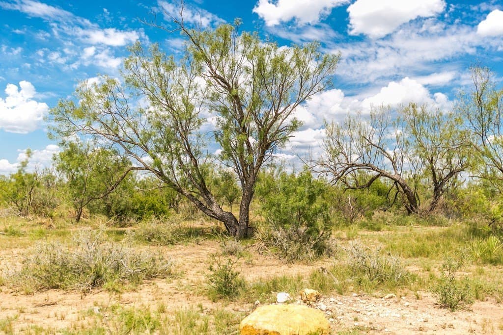 311 acres in Runnels County - photo 4