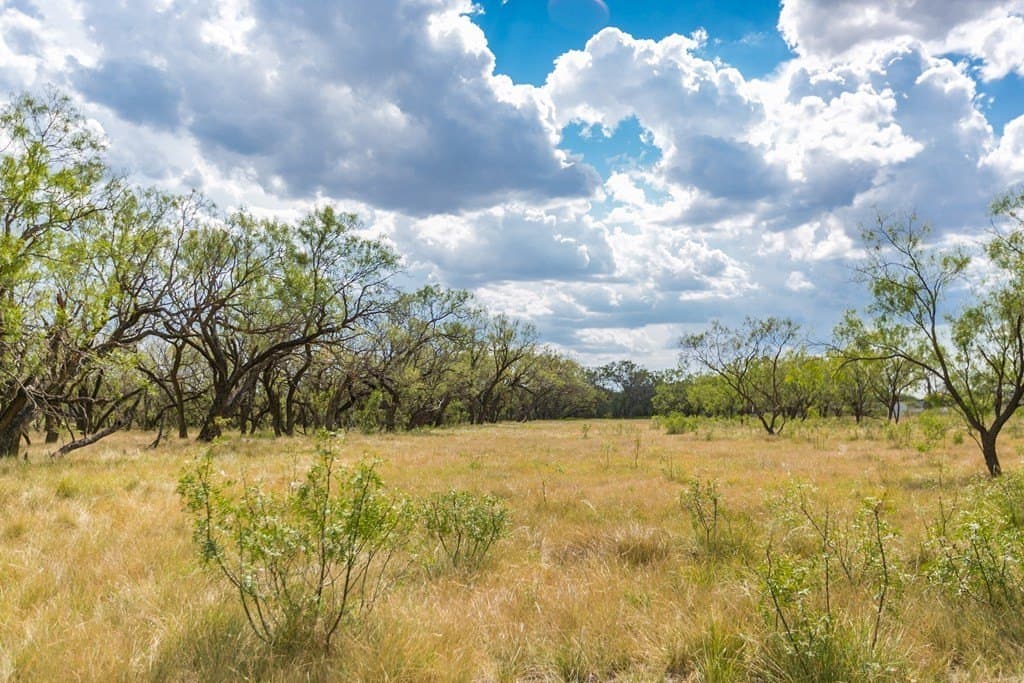 311 acres in Runnels County - photo 42