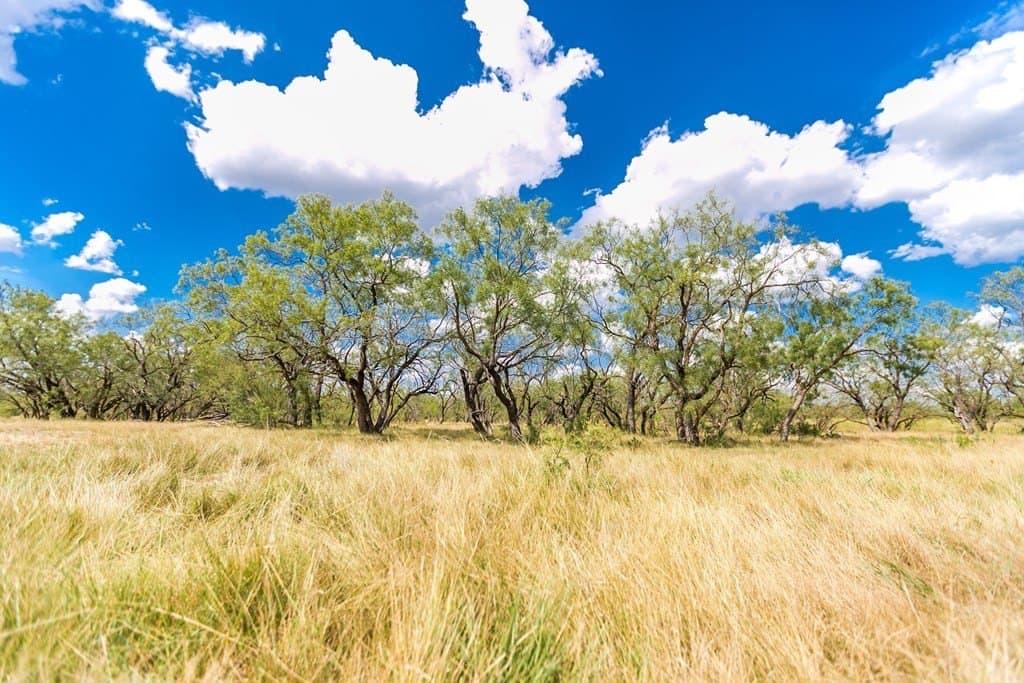 311 acres in Runnels County - photo 41