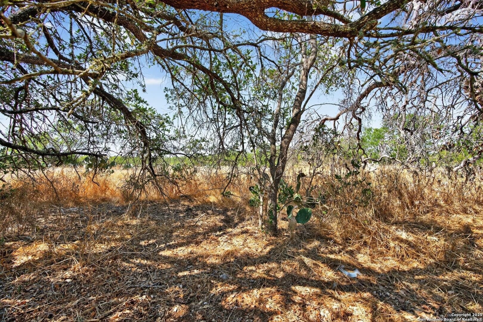 12.34 acres in Atascosa County - photo 8