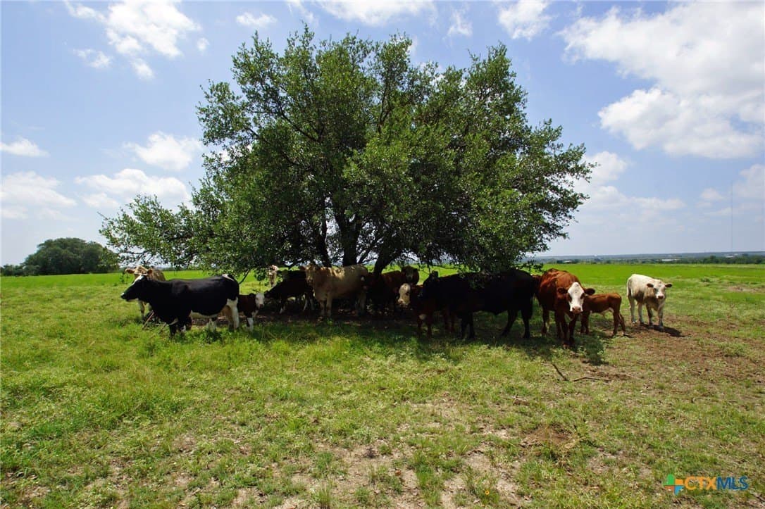 200 acres in Burnet County - photo 20