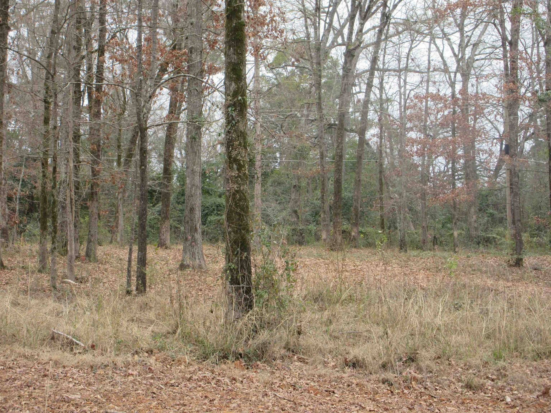 0.82 acres in Gregg County - photo 3