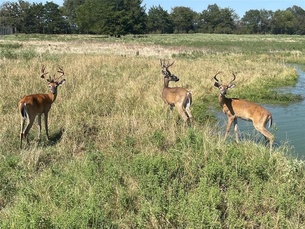 20 acres in Freestone County - photo 32
