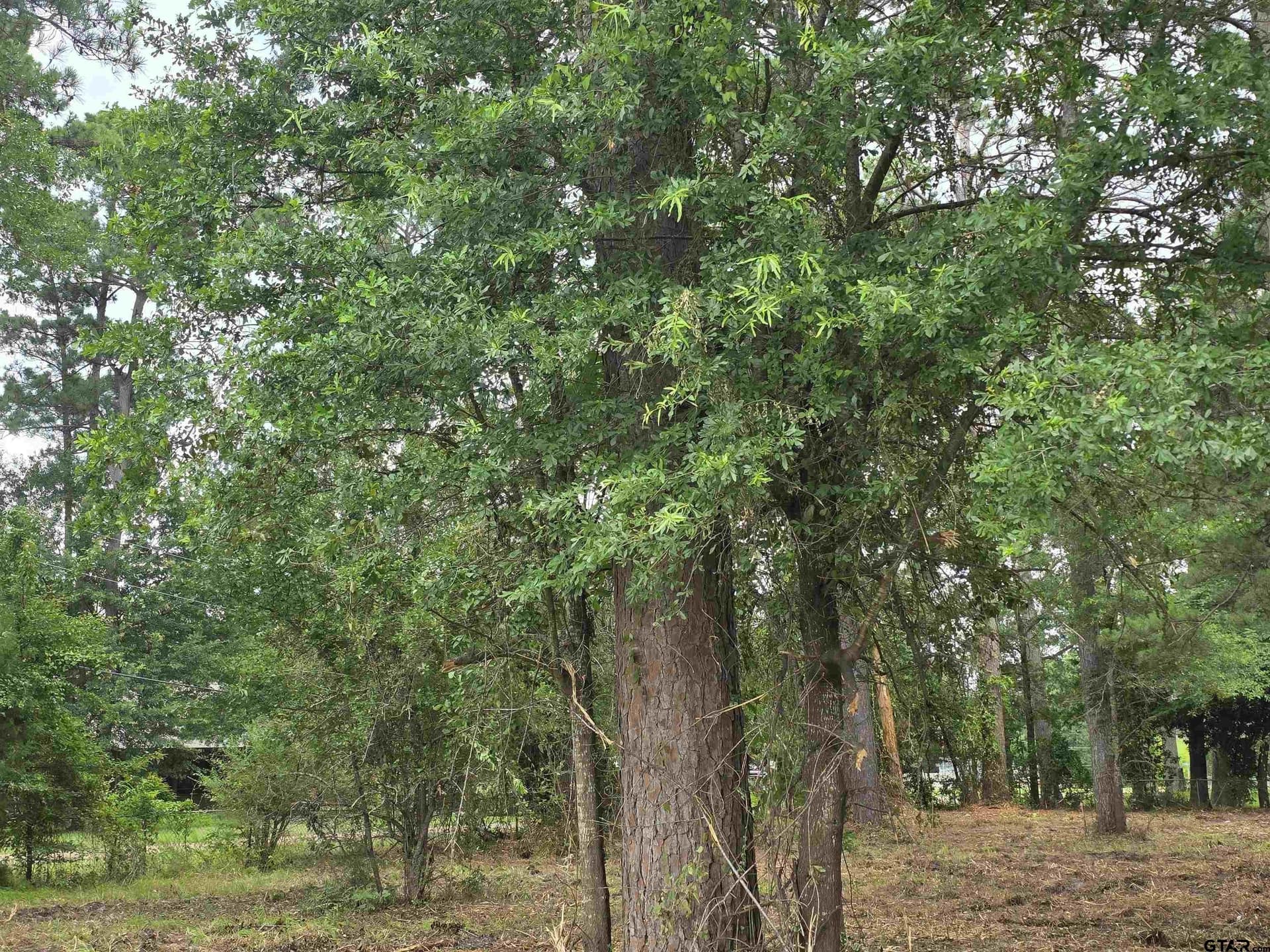0.67 acres in Henderson County - photo 12