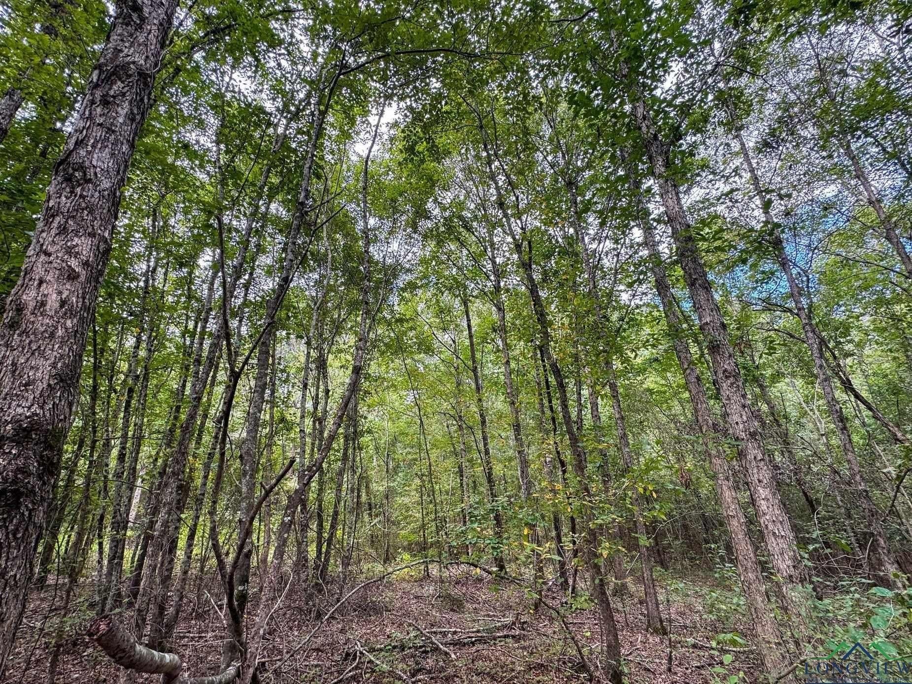 38.42 acres in Cass County - photo 39