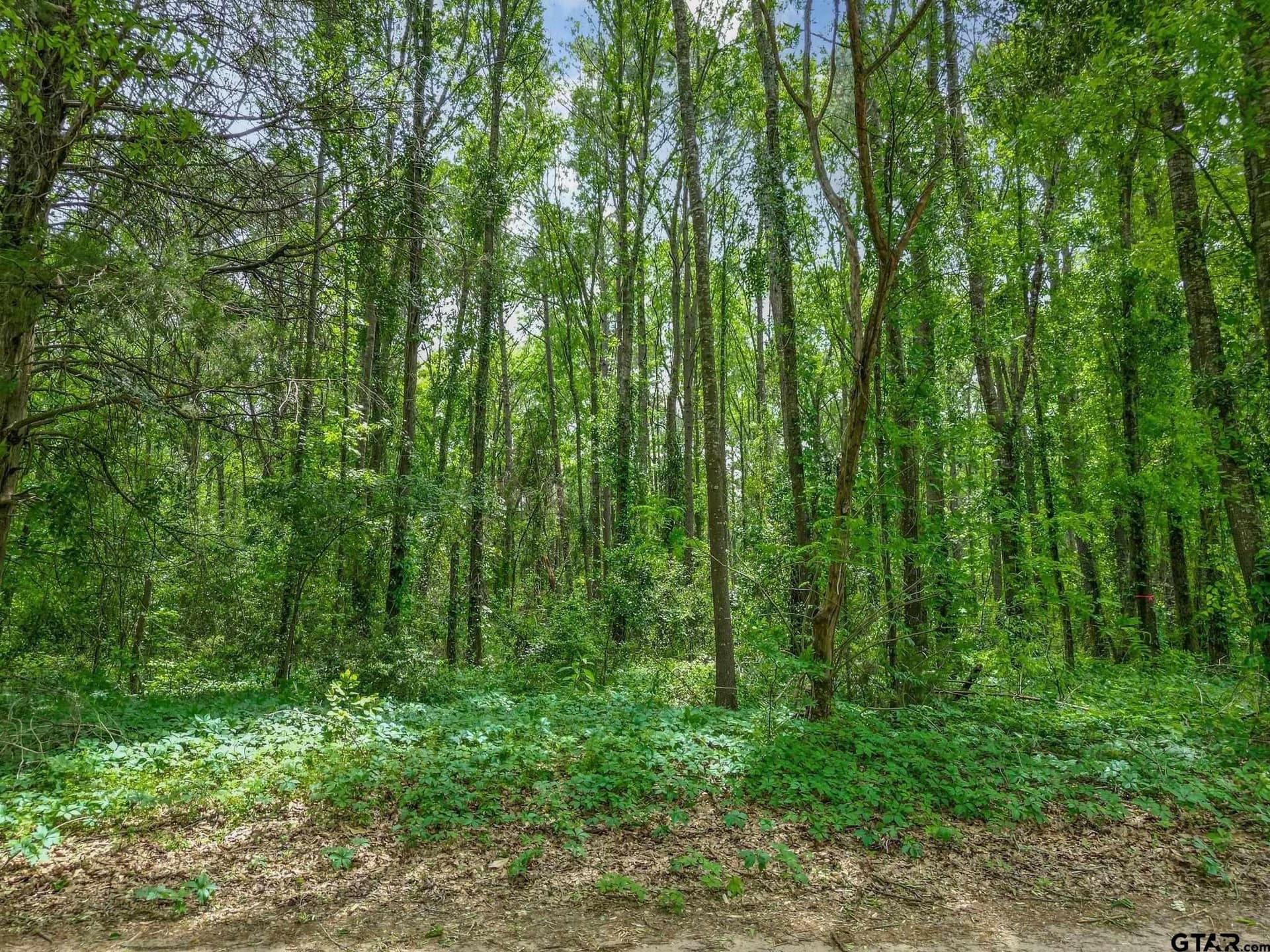 3.93 acres in Upshur County - photo 9