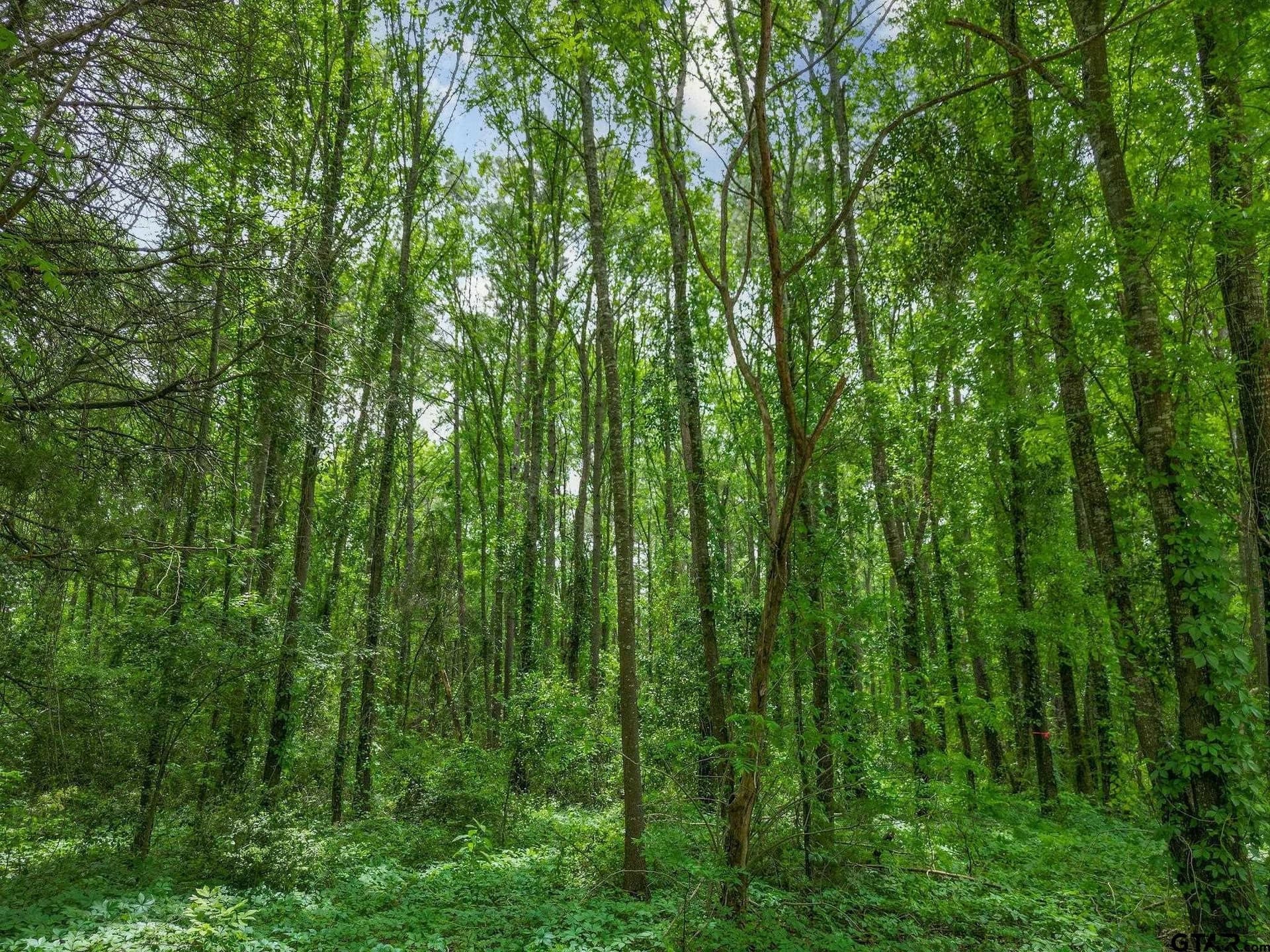 3.93 acres in Upshur County - photo 8