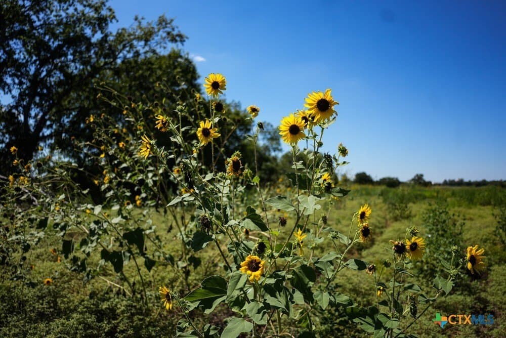 18.94 acres in Milam County - photo 14