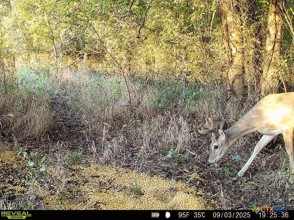 18.94 acres in Milam County - photo 32