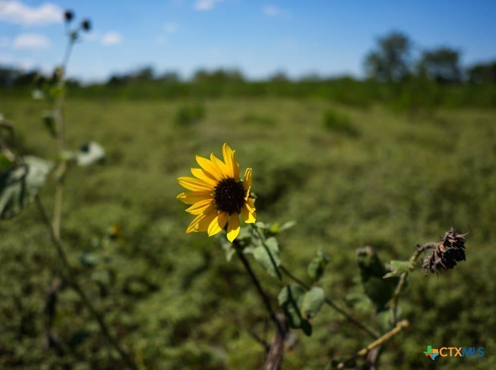 18.94 acres in Milam County - photo 16