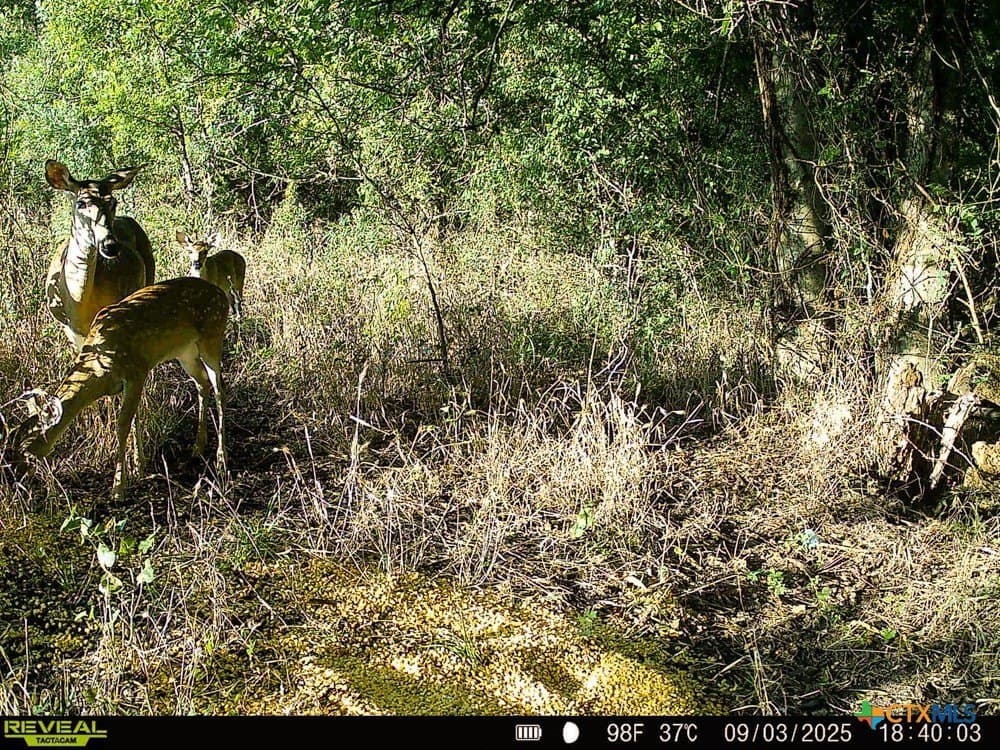 18.94 acres in Milam County - photo 33