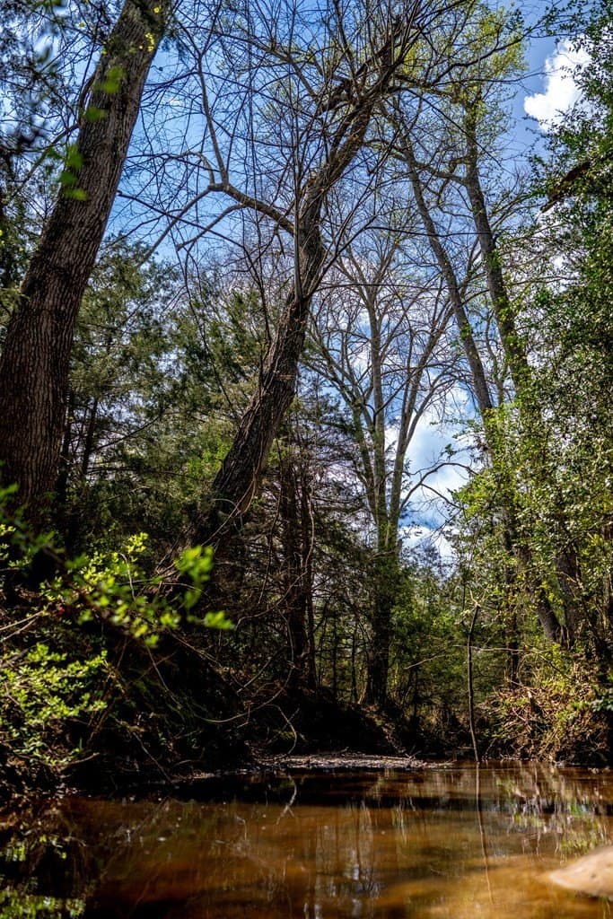 53.02 acres in HOUSTON County - photo 7