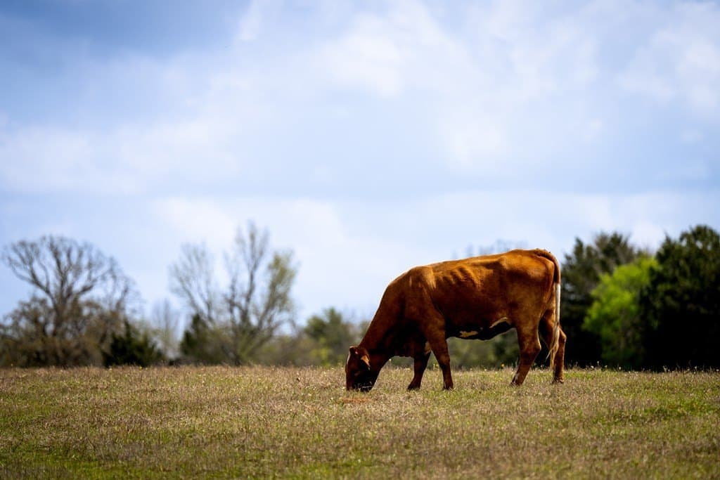 53.02 acres in HOUSTON County - photo 11