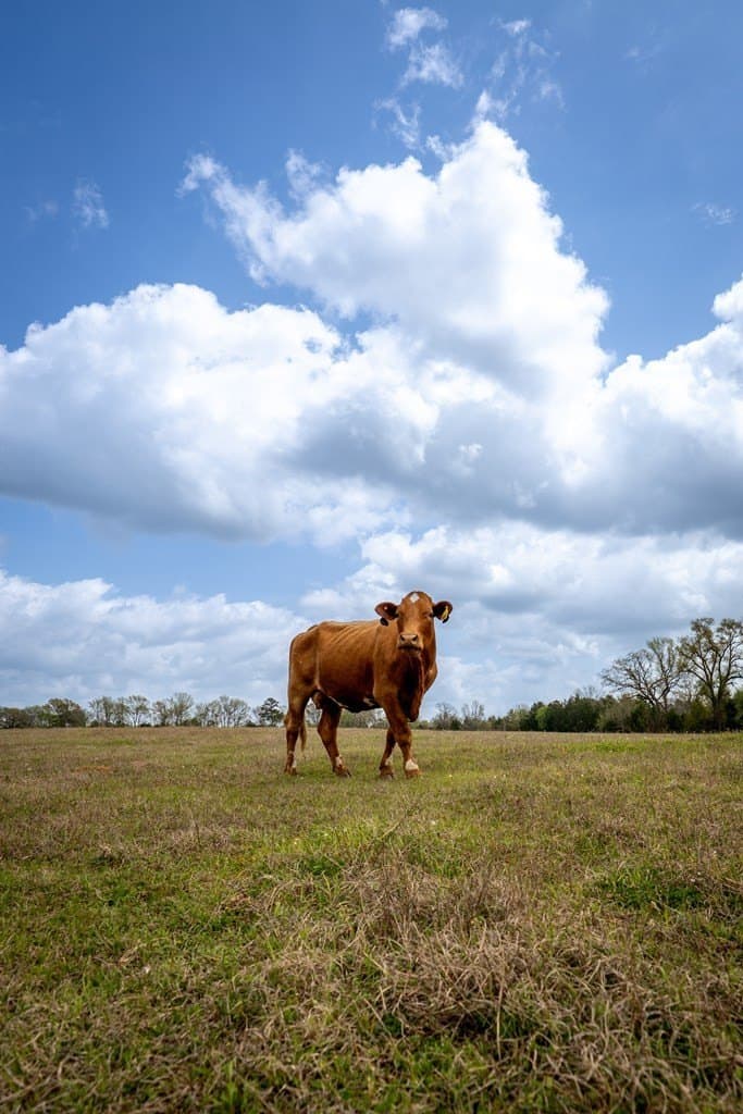 53.02 acres in HOUSTON County - photo 29