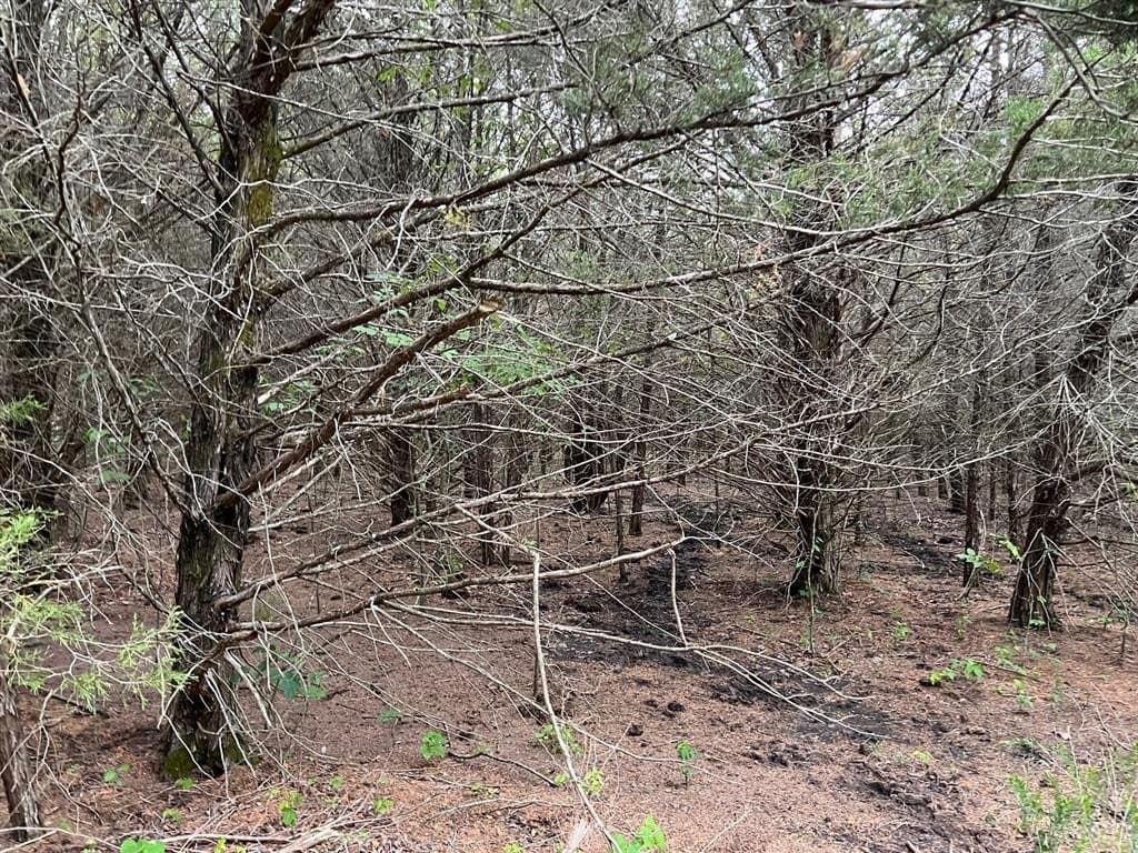 56.27 acres in Lamar County - photo 11