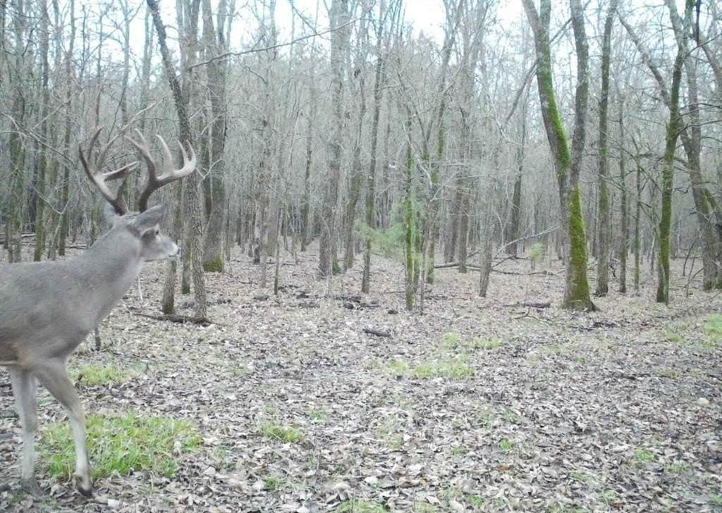 56.27 acres in Lamar County - photo 5
