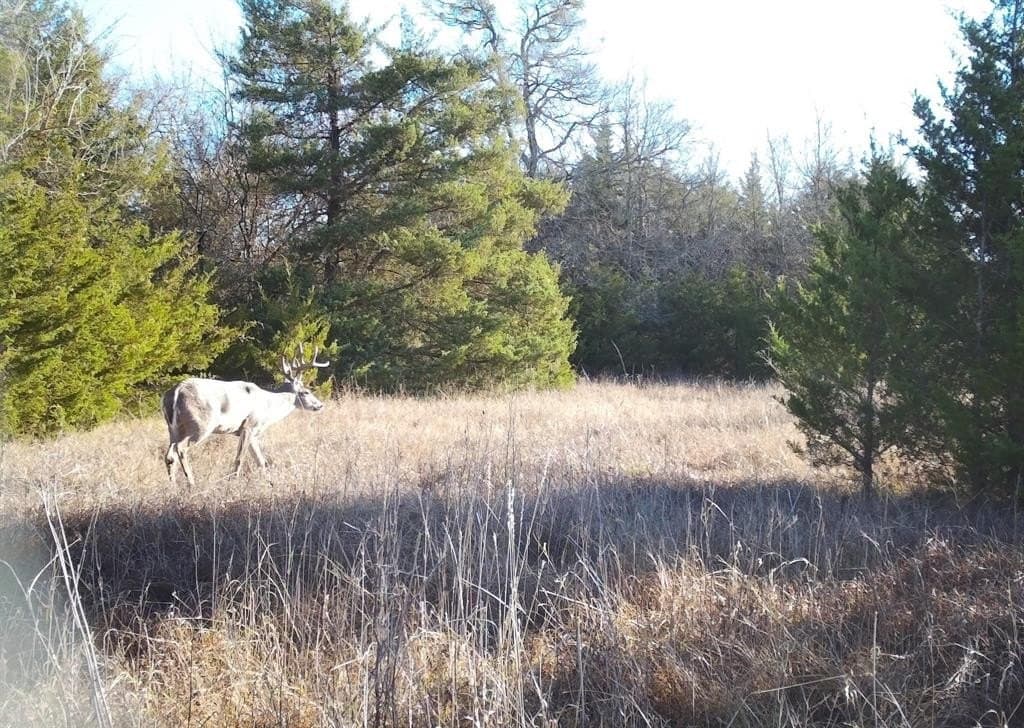 56.27 acres in Lamar County - photo 4