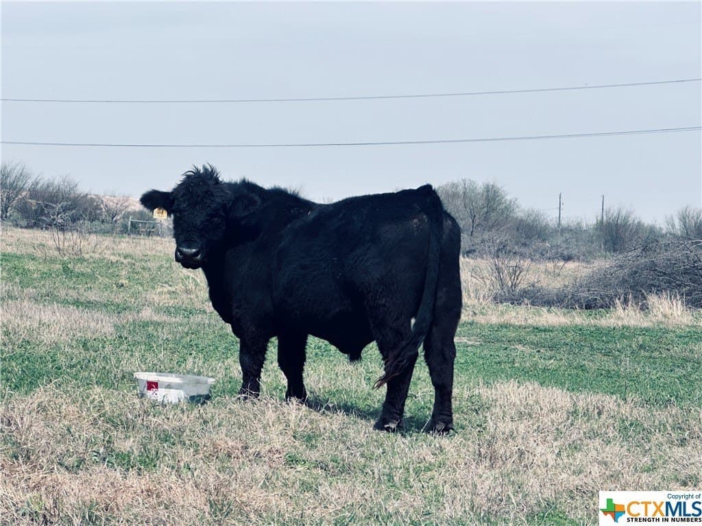 150 acres in Karnes County - photo 20