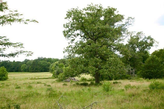 48.86 acres in Texas County - photo 9
