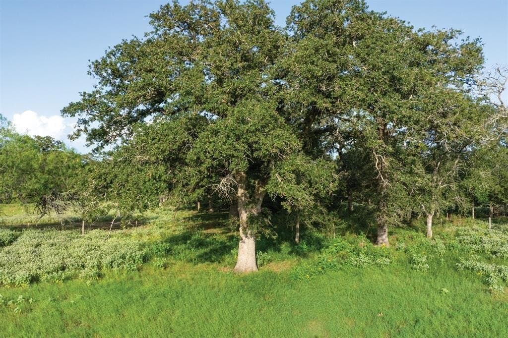 92 acres in Guadalupe County - photo 4
