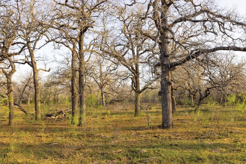 92 acres in Guadalupe County - photo 21