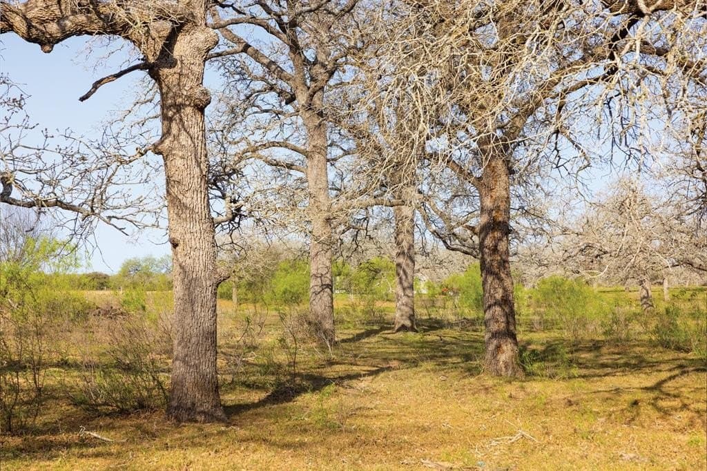 92 acres in Guadalupe County - photo 38