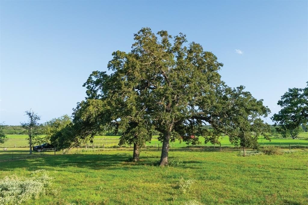 92 acres in Guadalupe County - photo 7