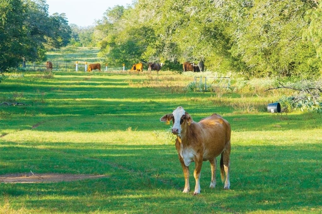 92 acres in Guadalupe County - photo 8