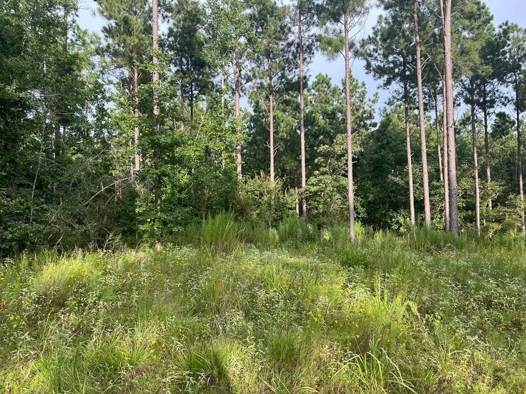50 acres in ANDERSON County - photo 9
