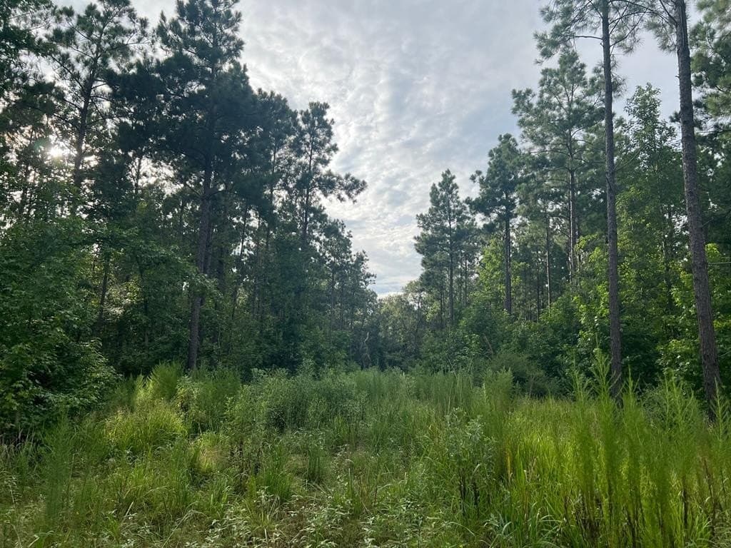 50 acres in ANDERSON County - photo 10