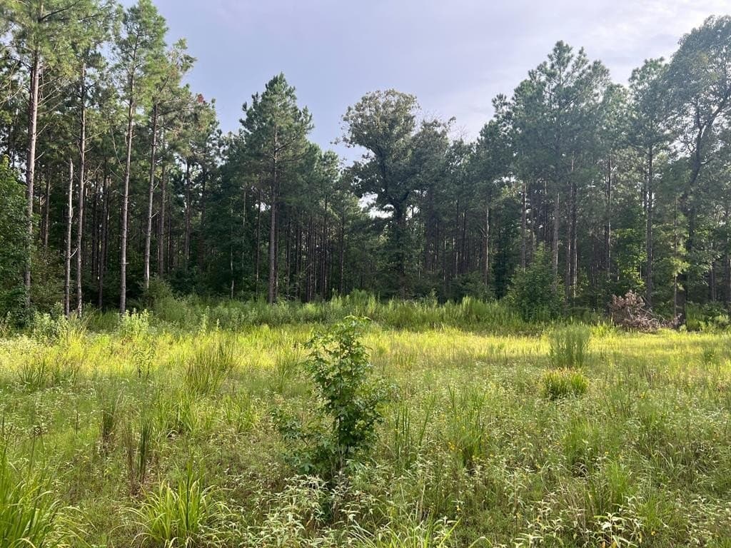 50 acres in ANDERSON County - photo 8
