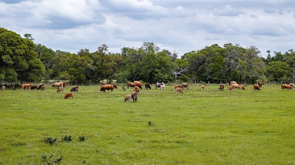 604.93 acres in Lavaca County - photo 22