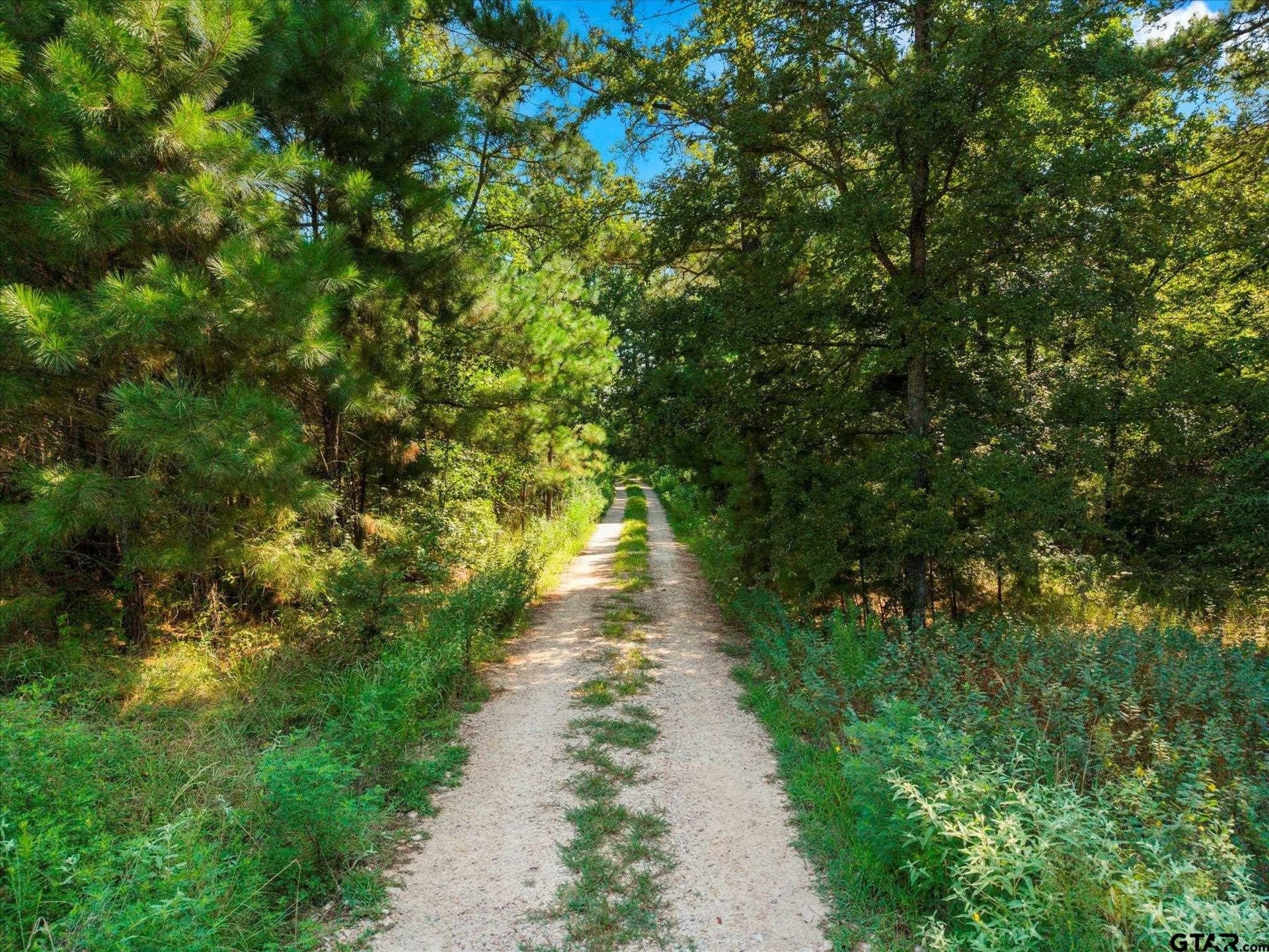 41 acres in Camp County - photo 12