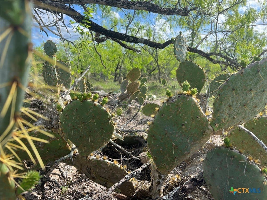 50.01 acres in Gonzales County - photo 2