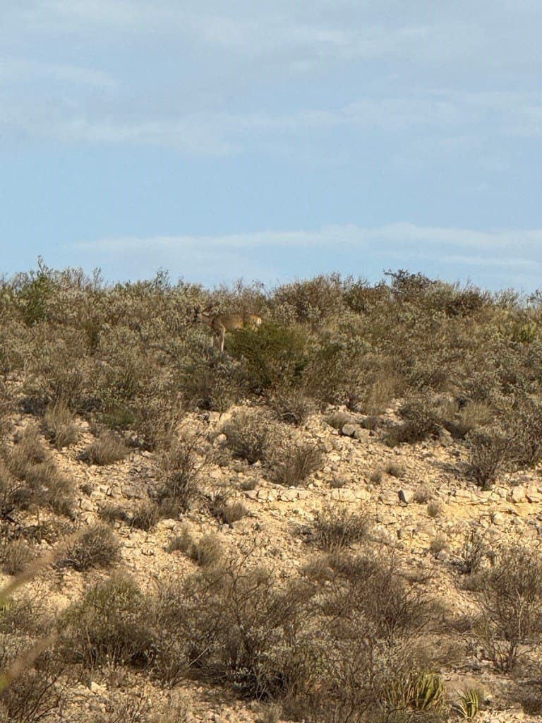450 acres in Terrell County - photo 4