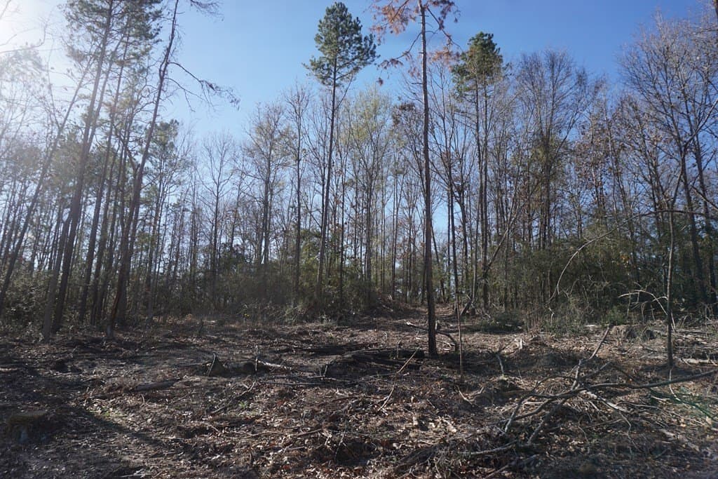 16.92 acres in LEON County - photo 3