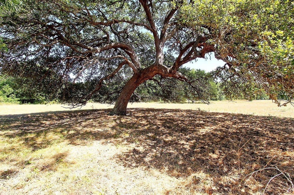 58 acres in Colorado County - photo 2
