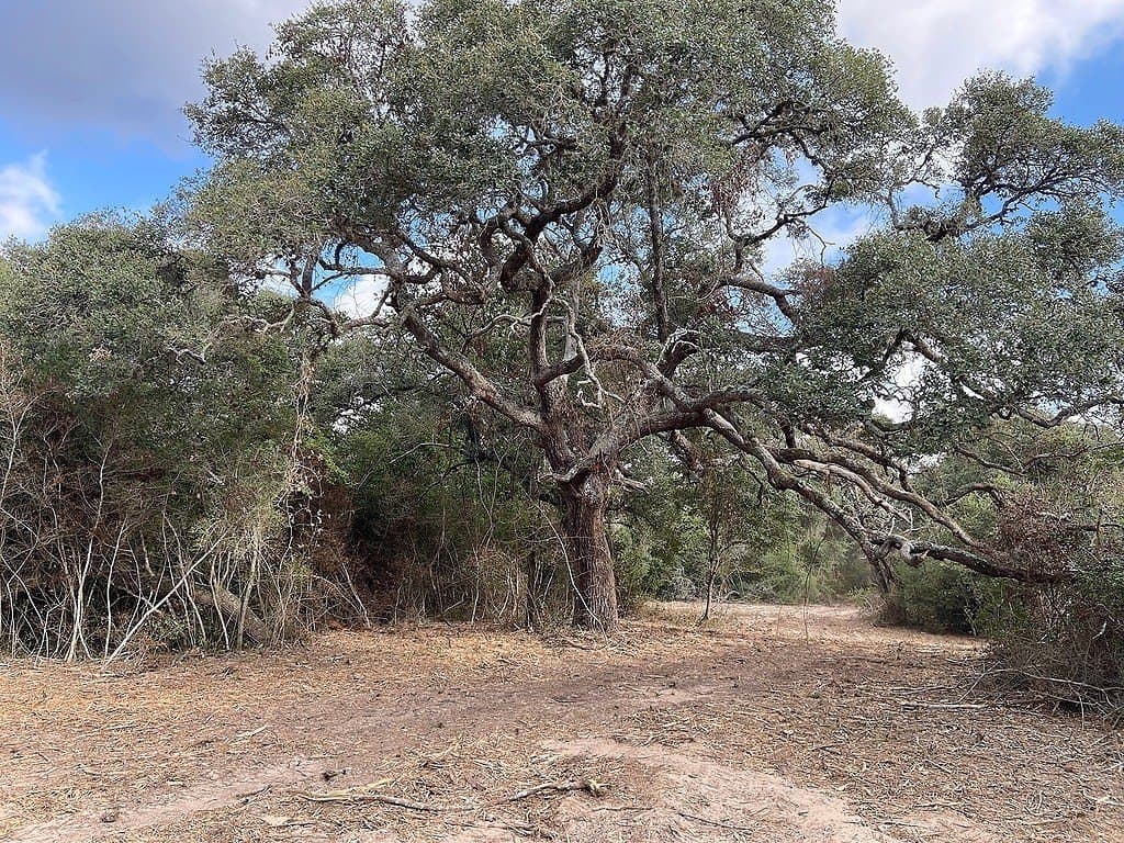 11 acres in Colorado County - photo 10